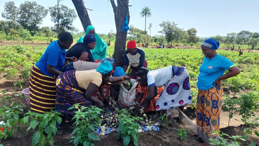 YEMBERIN/Boffa : Chalco Guinéa compagny SA donne des champs de l’ espoir au premier fruits du succès